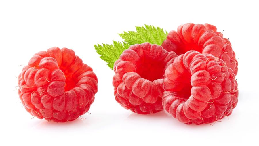 Witam, jesteśmy producentem maliny deserowej spod osłon odmiany Kwanza i Tulameen, jakość marketowa, pakowana w dowolne opakowanie