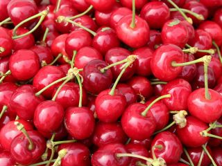 Jeden z czołowych greckich producentów wiśni, brzoskwiń, kiwi, nektaryn,
