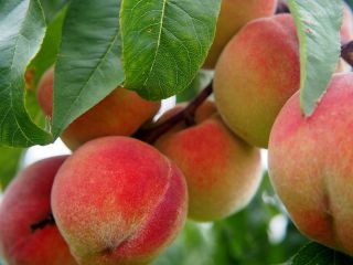 Jeden z czołowych greckich producentów brzoskwiń, kiwi, nektaryn, moreli,