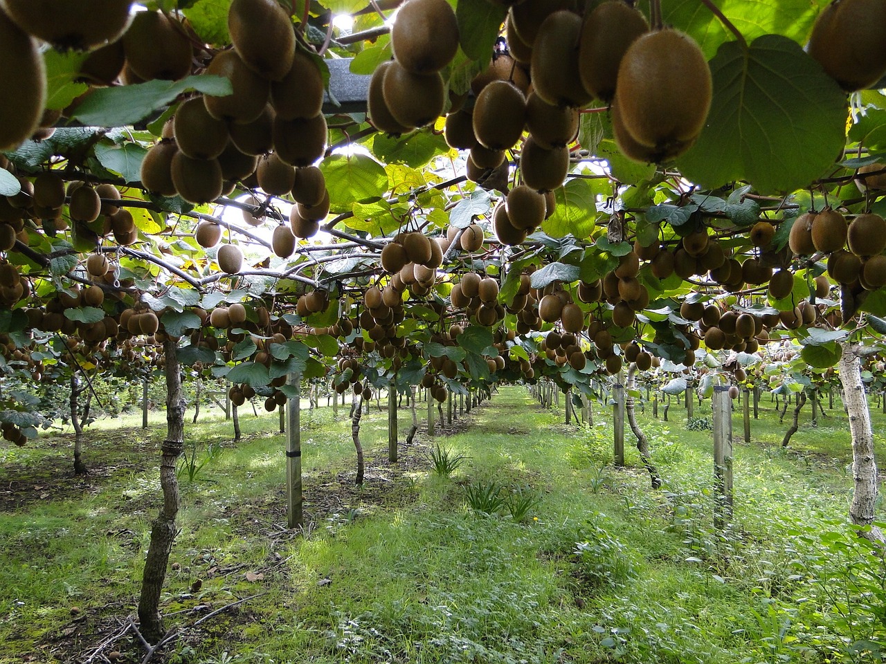 Jeden z czołowych greckich producentów kiwi, nektaryn, moreli, wiśni, brzoskwiń