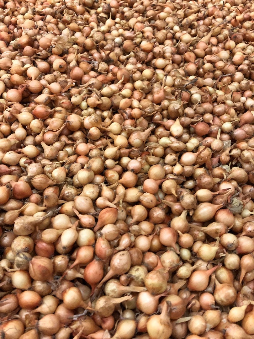 Witam Mam w sprzedaży cebule Dymkę Sturon Stuttgarter Karmen W rozmiarze 10/21 cena już od 1,5€ kg pakowane w worki 10kg lub big baga 1000 kg odbiór w Holandi