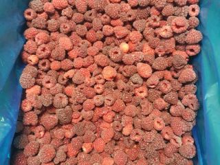 Oferujemy maliny mrożone, pakowane w karton netto 12 kg,