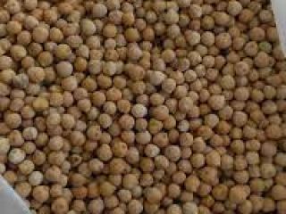 SPECYFIKACJE: Rodzaj produktu: Ciecierzyca Materiał obcy: 0,2% max. Nasiona