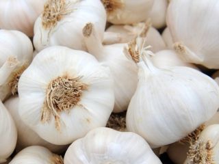 Kupię czosnek biały, ewentualnie czosnek hiszpański.