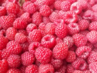 Bio Organiczna malina (malina posiada certyfikat pochodzenia ekologicznego) Odmiana: