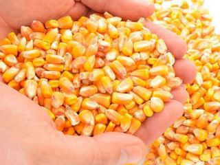 Kukurydza żółta to odmiana kukurydzy cukrowej. Ich uszy są
