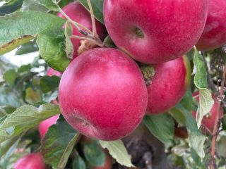 Jesteśmy związani z branżą Apple od ponad 20 lat
