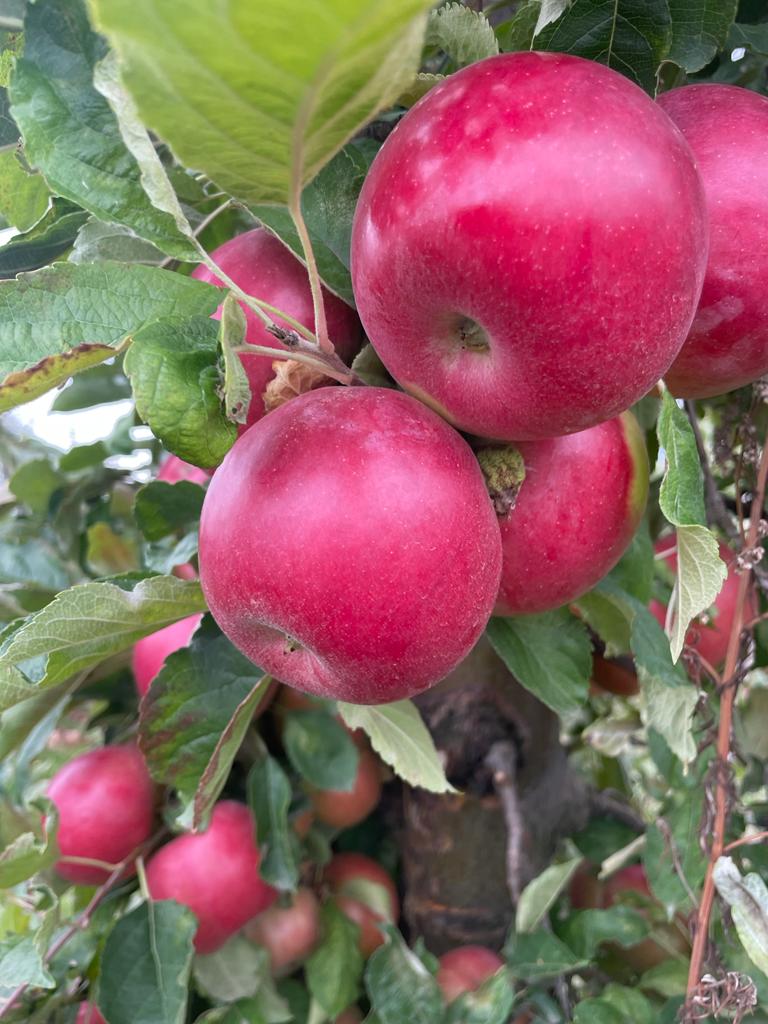 Jesteśmy związani z branżą Apple od ponad 20 lat dystrybutorzy/eksporterzy Zawsze mamy świeże i najwyższej jakości sezonowe owoce i warzywa