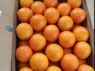 Wysokiej jakości egipska pomarańcza. Bezpośrednio od producenta. Minimalne zamówienie