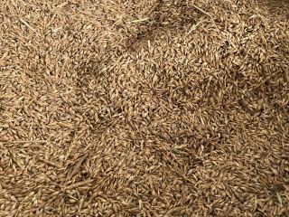 orkisz z tegorocznych zbiorów. Posiadam 3 big bagi na
