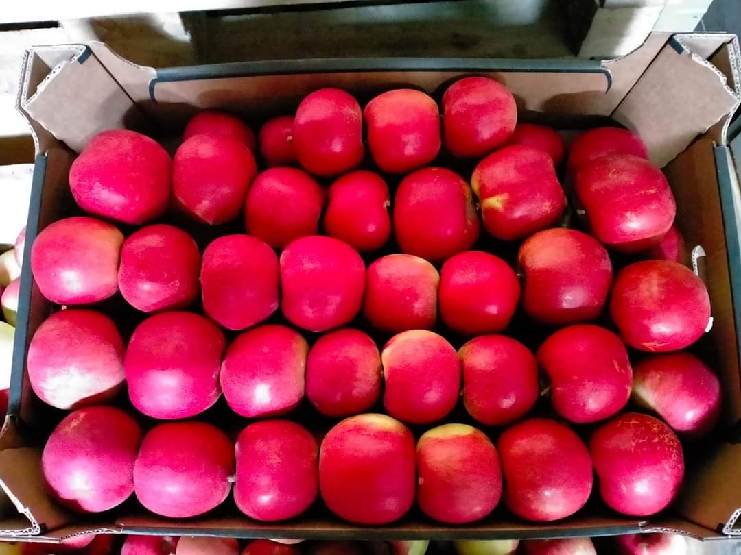 I WILL SELL LARGE QUANTITIES OF APPLES VARIETIES RED JONAPRINCE IDARED THE BEST MUTSU GOLDEN DELICIOUS CHAMPION DEPOSIT FOR BOX PALLETS TRANSFER ON UNLOADING