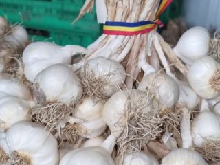 Sprzedam czosnek rumuński konsumpcyjny i siewny w ogonkach (pęczkach)