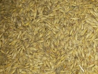 Reszta zboża z domowej uprawy. Pozostało 400 kg.