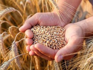 Ukraińska firma oferuje sprzedaż produktów zbożowych z dostawą do