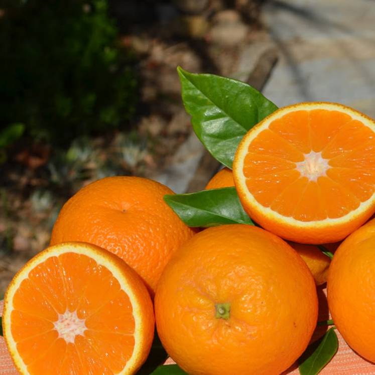Ekologiczne Pomarańcze z Balearów bezpośrednio od rolnika