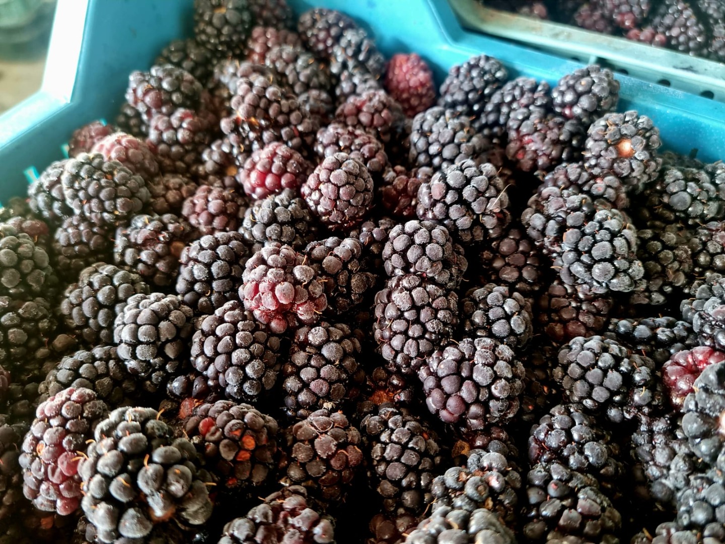 Sprzedam mrożone jeżyny