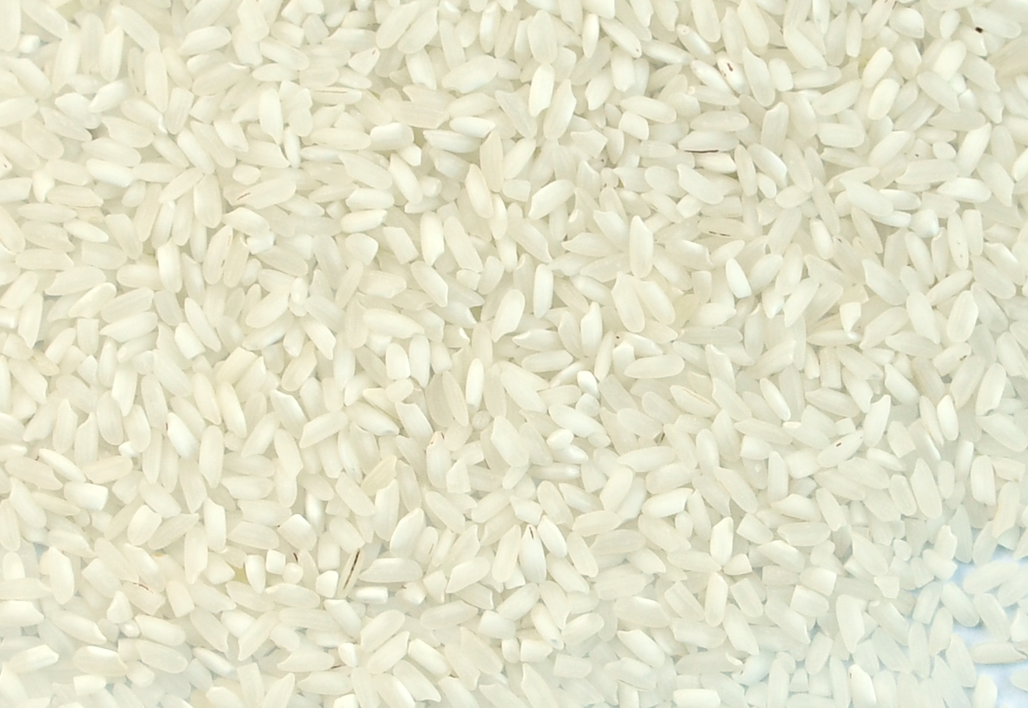 SPRZEDAM RYŻ W BB, możliwość w workach 25kg
