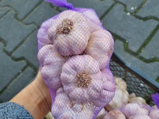 ODKUPIĘ ZWROTY MARKETOWE CZOSNEK HURTOWA SPRZEDAZ CZOSNKU POLSKI ,