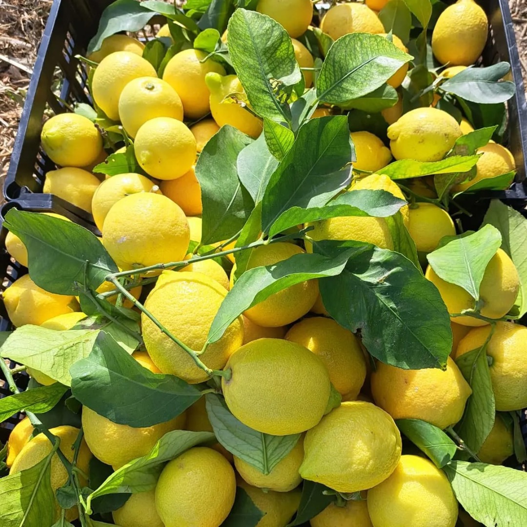 Cytryny odmiana berna bezposrednio z sadu od wlasciciela cena 0,8 eur kg odbior Valencia pakowane skrzynki 13,5 kg certyfikat eur1 badania fitosanitarne 0 vat