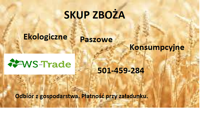 Firma WS-TRADE zakupi zboża m.in