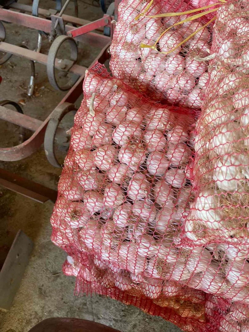 Sprzedam cebulę dymkę białą, produkcja krajowa