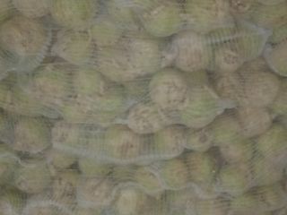 Sprzedam selera z polskiej plantacji szykowany pod zamówienie, na