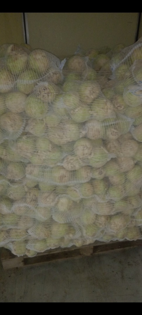 Sprzedam selera z polskiej plantacji szykowany pod zamówienie, na bieżąco myty i pakowany worki -5kg -10kg Lub inne na zamówienie Seler zdrowy ,bardzo dobrej
