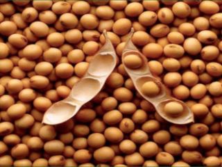 Sprzedam soję (GMO i non-GMO) z dostawą do Polski,