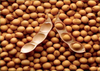 Sprzedam soję (GMO i non-GMO) z dostawą do Polski, płatność przy odbiorze, oferujemy również kukurydzę, pszenicę, olej sojowy