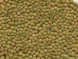 Kupię ekologiczną zieloną soczewicę. Jakość potwierdzona Certyfikatem Organic oraz
