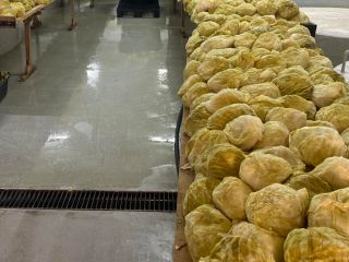 Wielkość głowy wynosi od 1,3 do 2,5 kg.