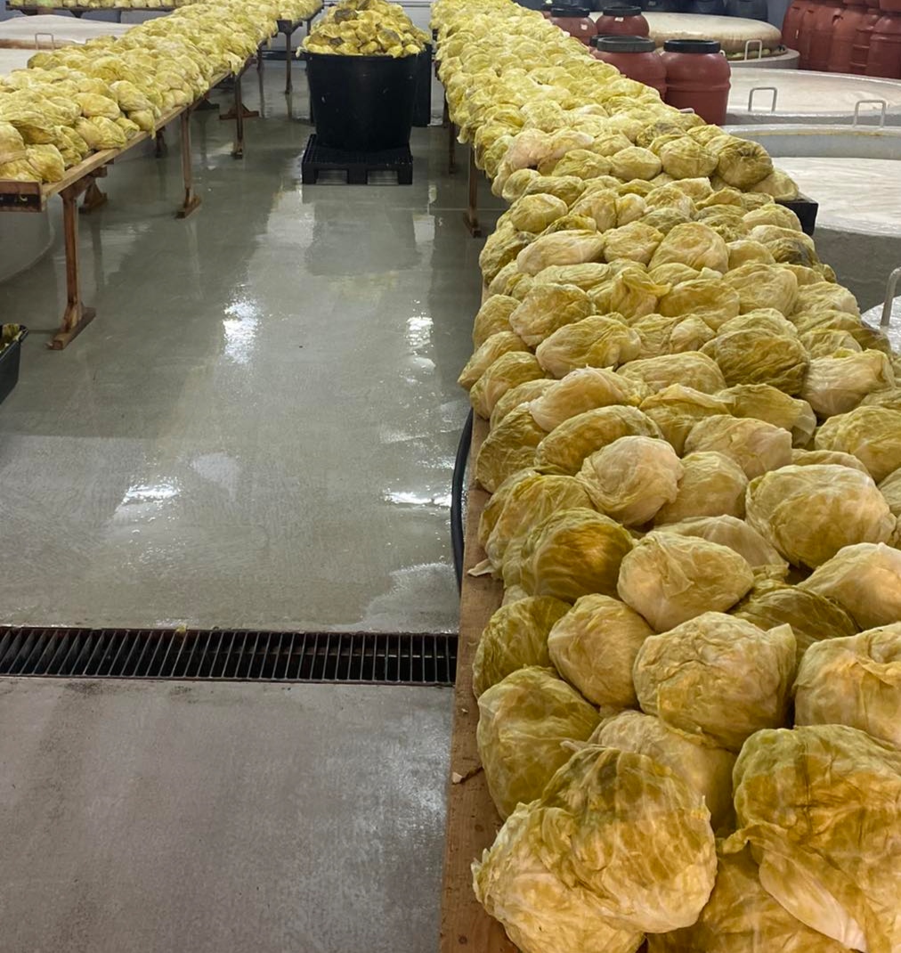 Wielkość głowy wynosi od 1,3 do 2,5 kg
