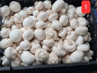 Oferta dla hurtowni, sklepów, pizzerii, restauracji. Pieczarki białe -