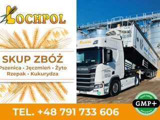 KUPIĘ PSZENICĘ , JĘCZMIEŃ , PSZENŻYTO, RZEPAK, KUKURYDZA. ODBIÓR