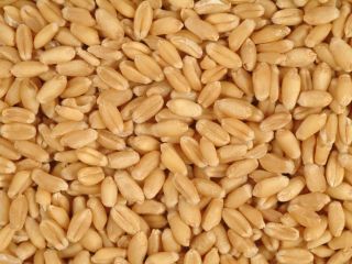 Sprzedam pszenicę i kukurydzę, rok produkcji 2022. Cena 1,55