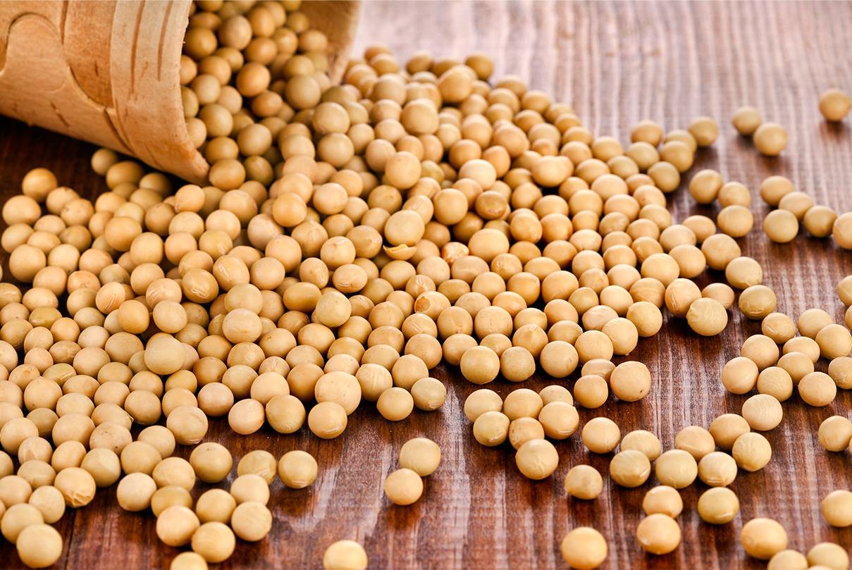 Najwyższej jakości soja GMO/non-GMO, zbiory 2022, produkt przeszedł kontrolę sanitarną wg standardów IAEA, posiada dokument wskaźników jakości