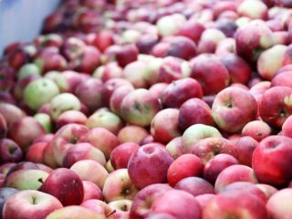 Mat AGRI FRUITS dostarczy duże ilości jabłek na musy,