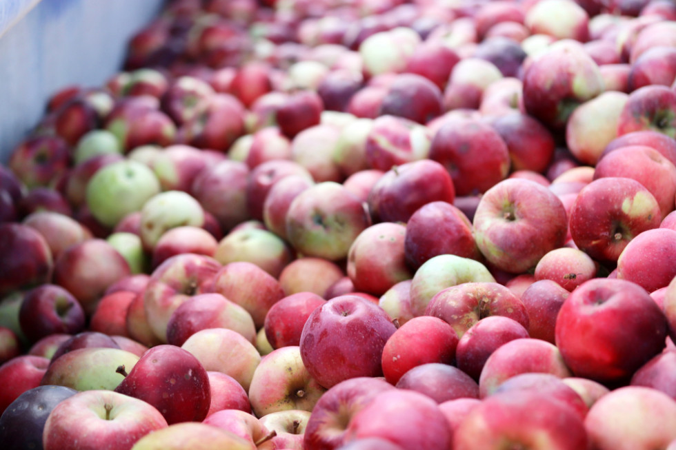 Mat AGRI FRUITS dostarczy duże ilości jabłek na musy, soki NFC ,przeciery, własny transport, terminowość