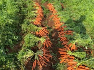 washed carrot, origin- Greece. The price is €0.57/kg. EXW