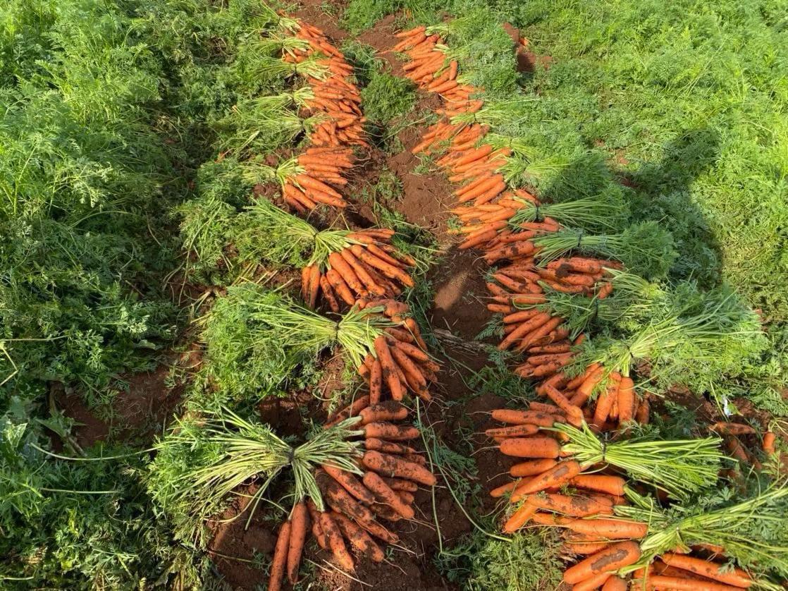 washed carrot, origin- Greece