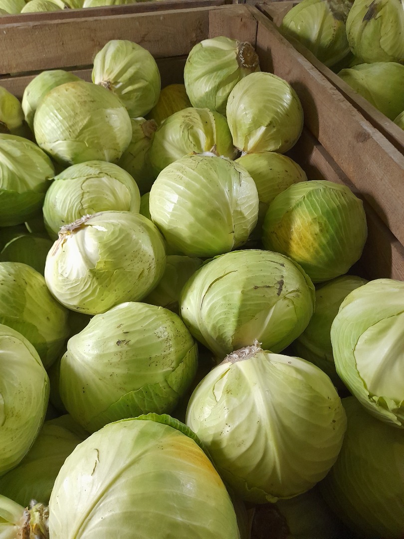 Sprzedam kapustę białą jakość market kaliber od 2 do 4 kg