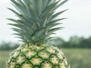 Nazwa naukowa: Ananas comosus. Nazwa zwyczajowa: Piña Gold (miodowo-złoty)