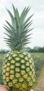 Nazwa naukowa: Ananas comosus