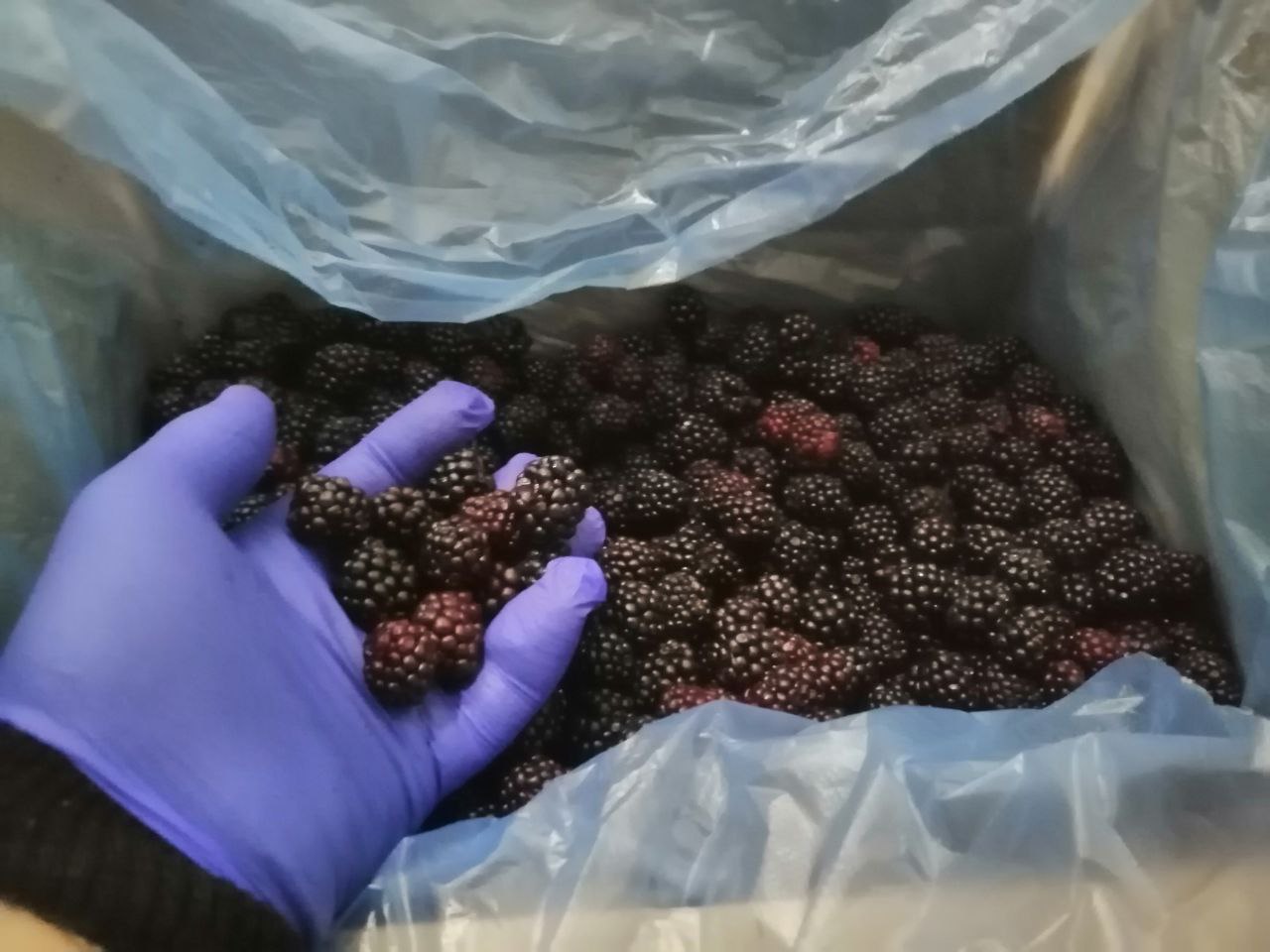 Do sprzedania mrożona jeżyna leśna zbierana w korzystnych ekologicznie rejonach Ukrainy