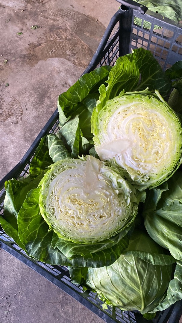 Młoda kapusta 0,8-1,4 kg, Serbia, kontakt Viber