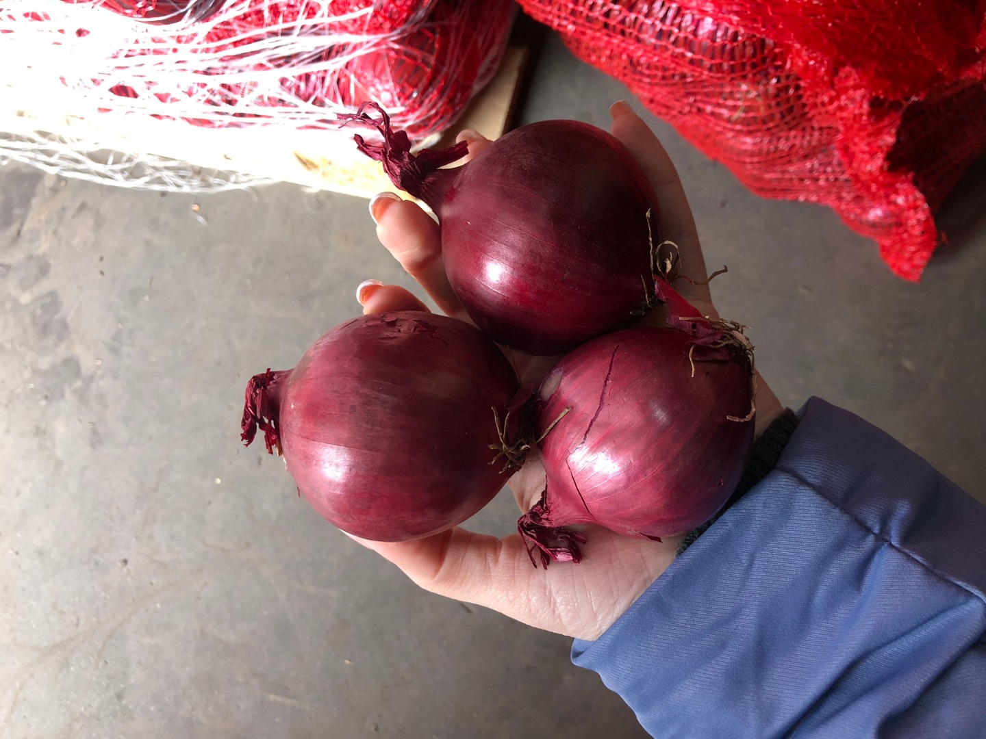 Cebula czerwona 50/70 we workach 10 kg na paletach