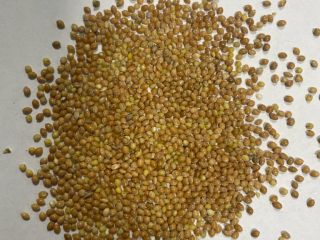 Yellow millet purity 99% humidity max 14,5. 22t