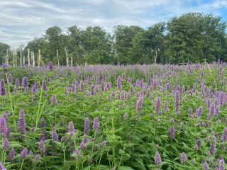 550 kg suszu Agastache Foeniculum Ekologiczny