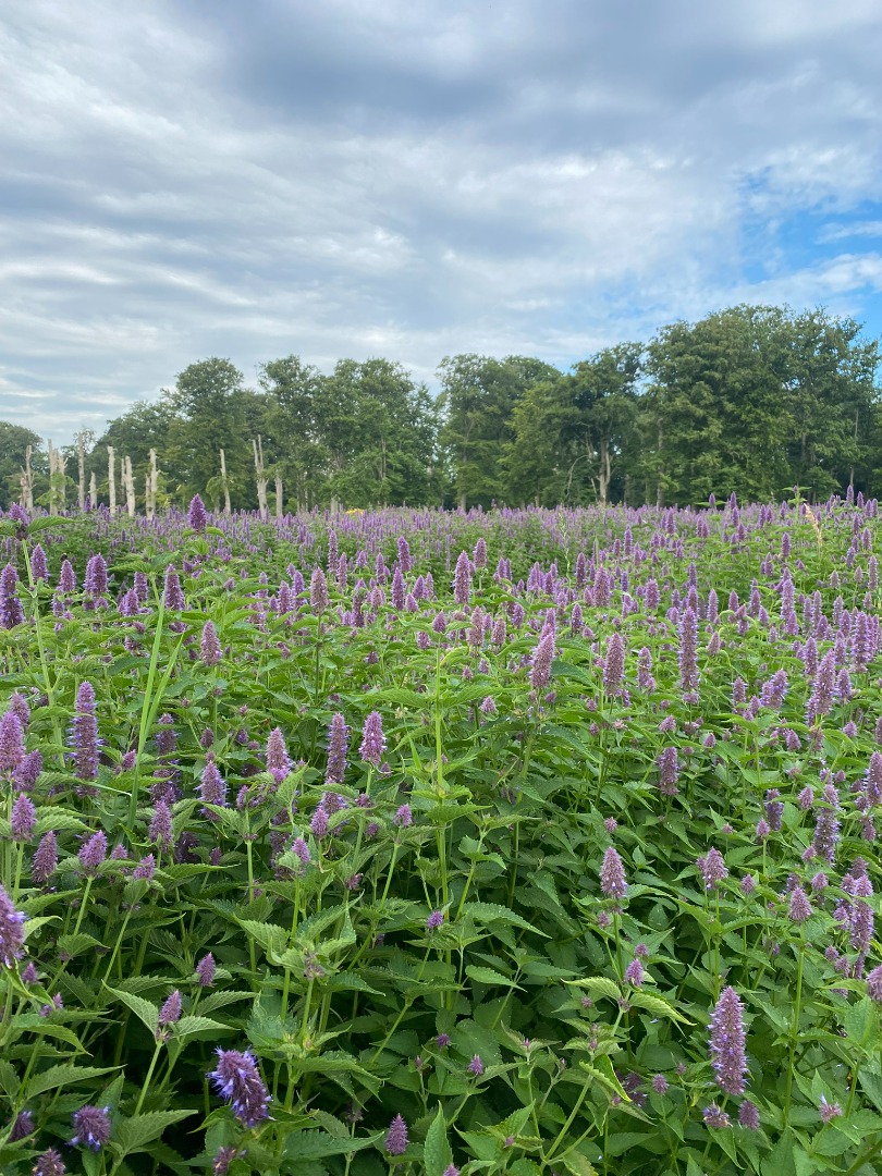 550 kg suszu Agastache Foeniculum Ekologiczny