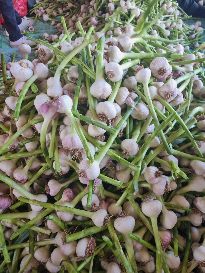 Sprzedam czosnek egipski z łętą 20 cm w worku 20kg kaliber 6+ dostępne również kosze 5kg grubę oraz drobniejsze klatki 10kg kaliber 5